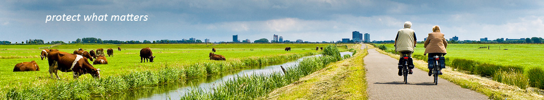 Elder Bicyclist - Cows
